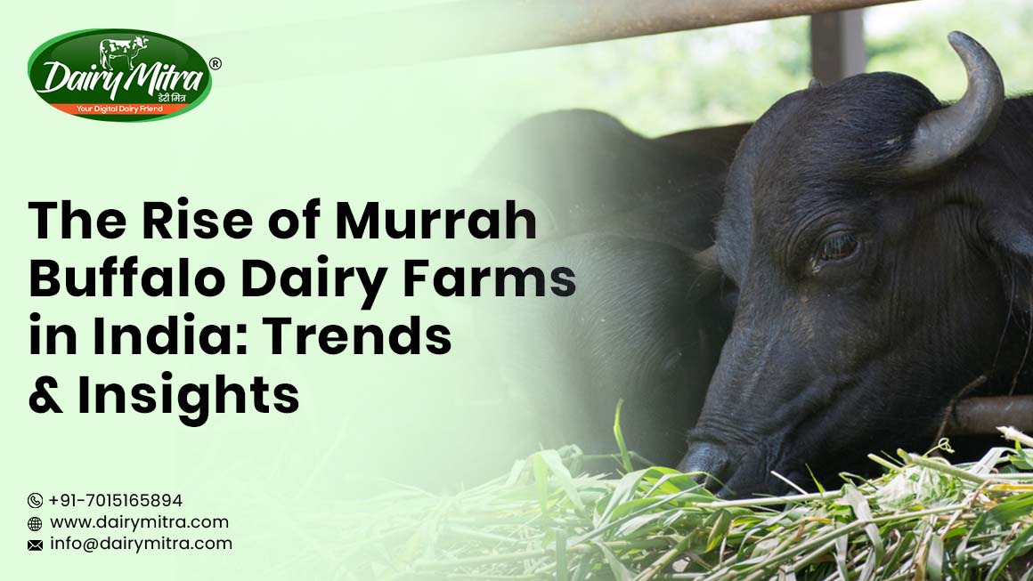 Murrah Buffalo Dairy Farms in India