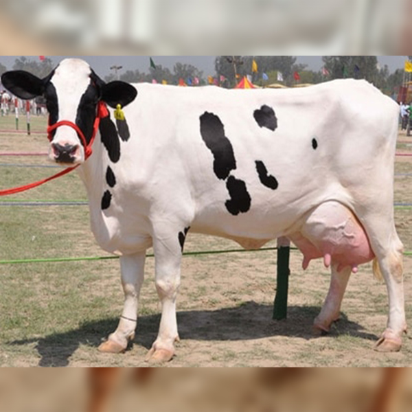 HF Cow 1