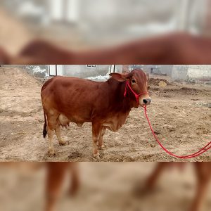 Sahiwal Cow 1