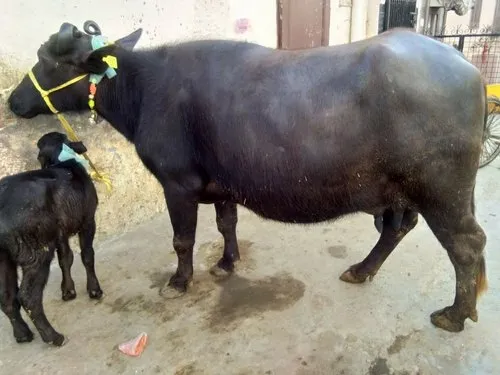 Murrah Buffalo