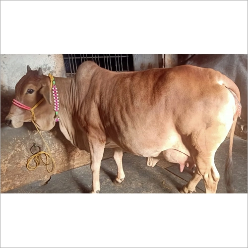 Dairy Sahiwal Cow