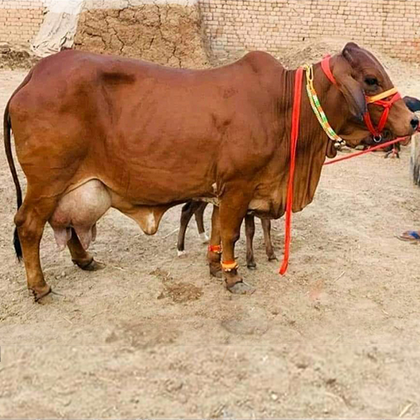 Sahiwal Cow