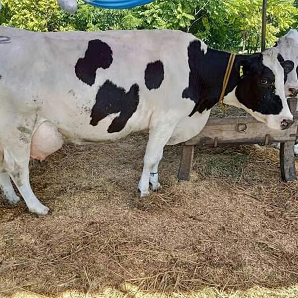 HF Cow