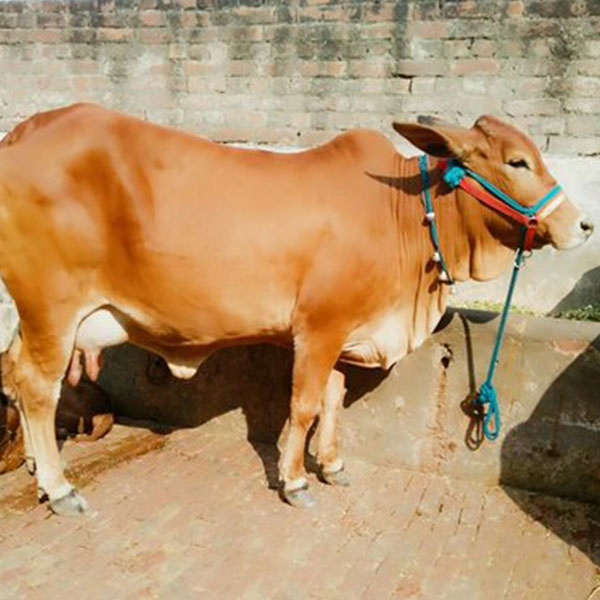 Sahiwal Cow