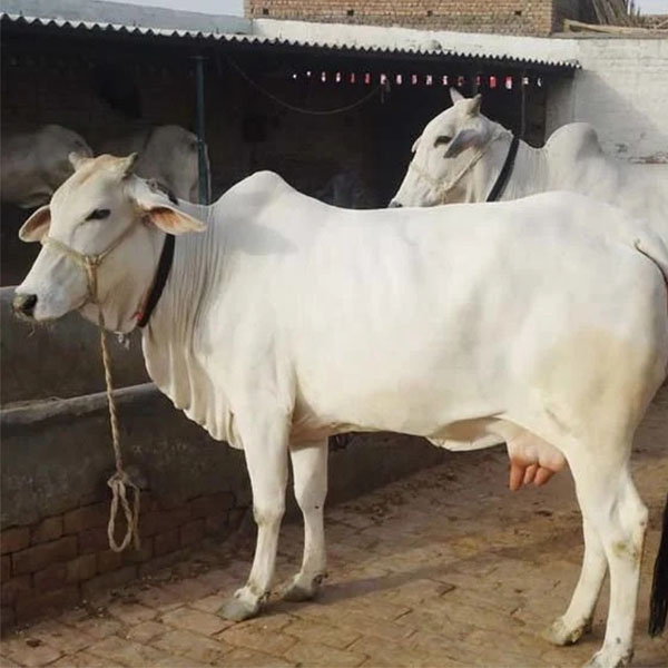 Tharparkar cow
