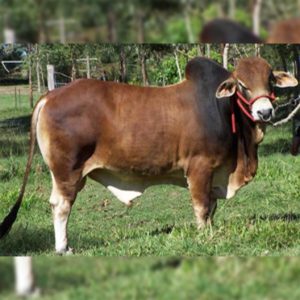 Sahiwal Cow