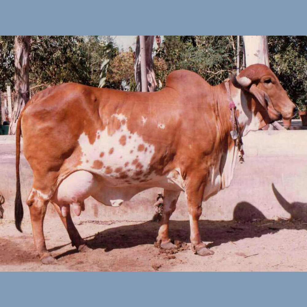 Gir cow