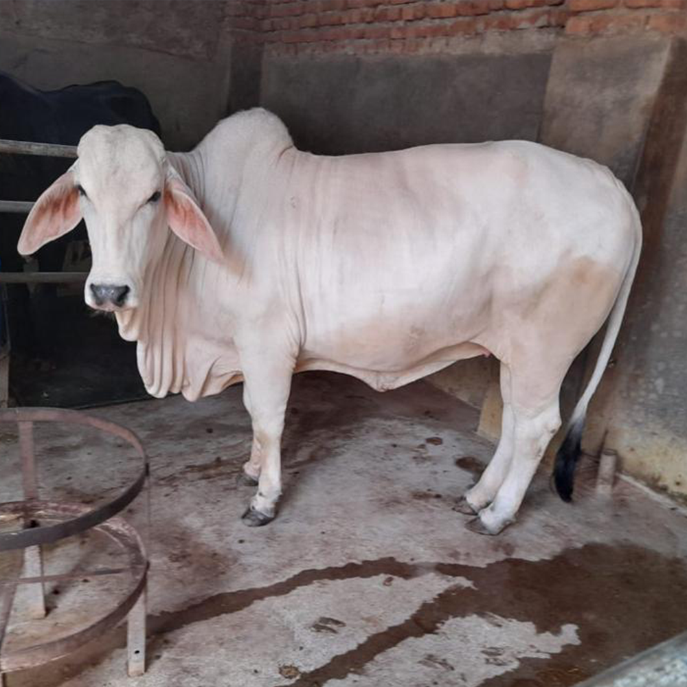 Tharparkar Cow