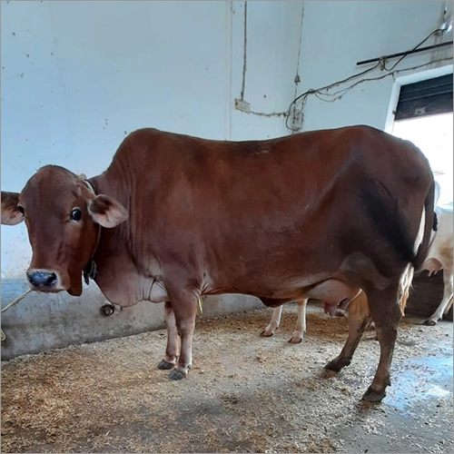 Sahiwal Cow