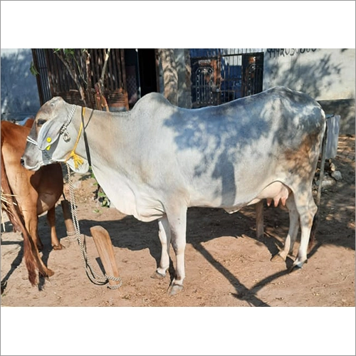 Tharparkar cow