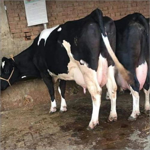 HF Cow