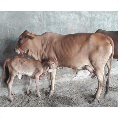 Sahiwal Cow