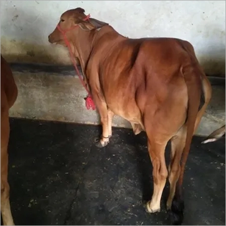 Sahiwal Cow