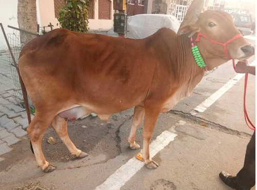 Pure Sahiwal Cow