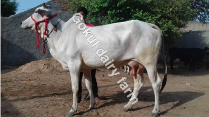 Tharparkar Dairy Cow