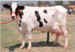 HF Cow