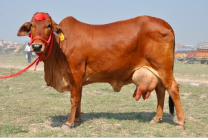  Sahiwal Cow