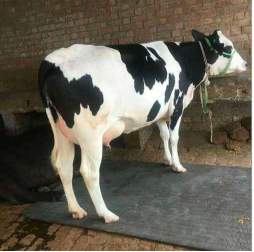  HF Cow