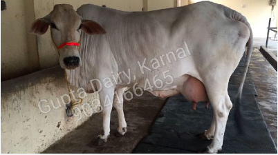 Tharparkar Cow