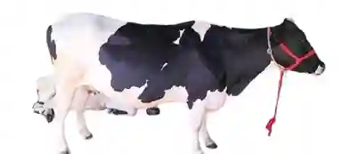 Holstein Friesian Cows