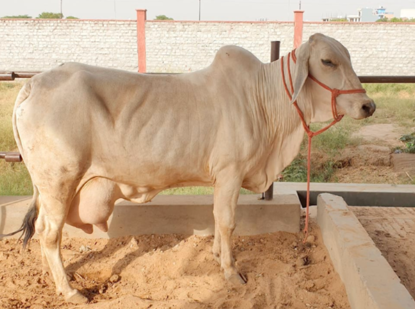 Tharparker Cattle