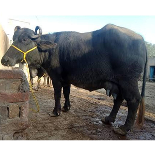 Black Murrah Buffalo