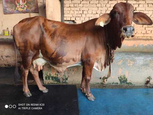 Sahiwal cow