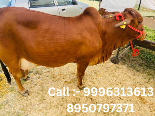 Sahiwal cow