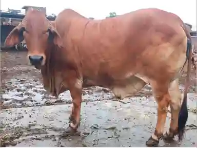 Sahiwal cow