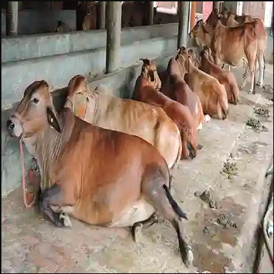 Brown Best Quality Sahiwal Cow