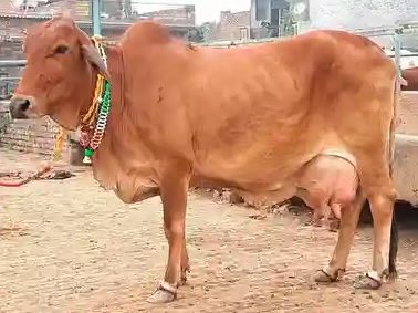 Reddish Brown Sahiwal Cow For Dairy