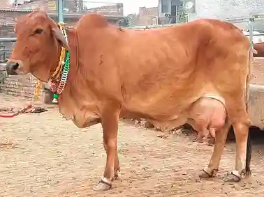 Reddish Brown Sahiwal Cow For Dairy 