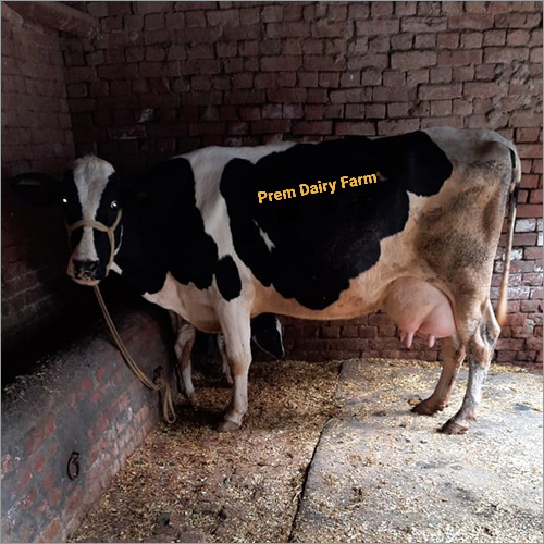 HF Cow