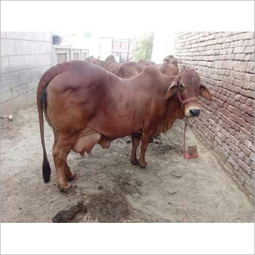 Pure sahiwal cow 