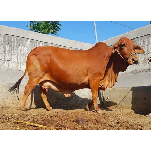 Sahiwal cow