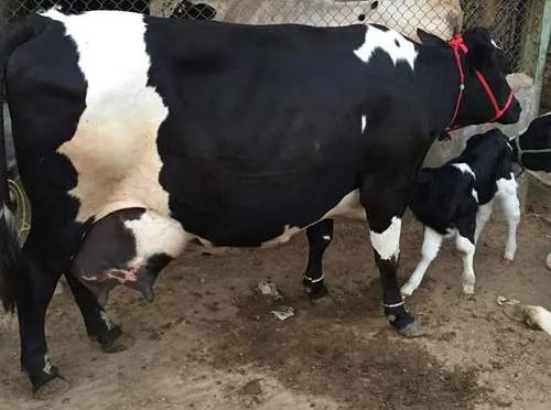  Holstein Friesian Cow