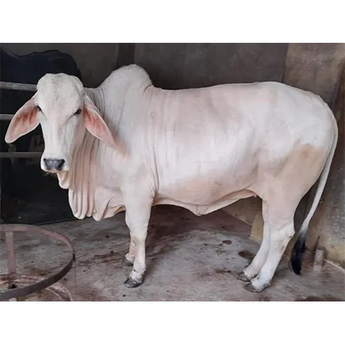 Tharparkar Cow