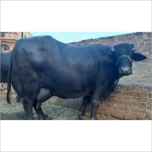 Murrah Buffalo