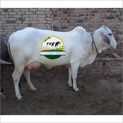 Tharparkar Cow