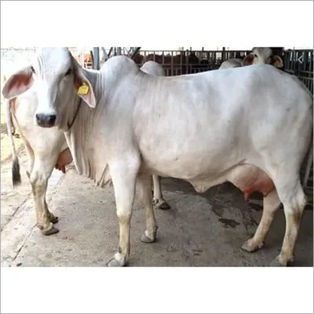 Tharparkar Cow