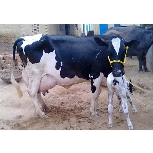 Hf Cow