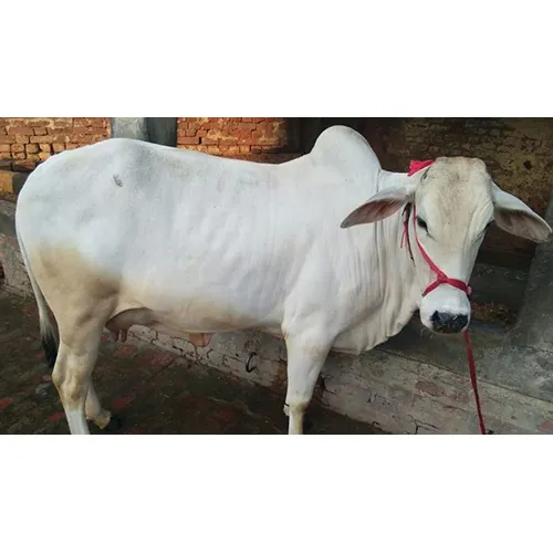 Tharparkar Cow