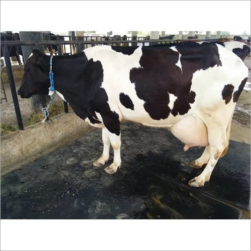 Hf Cow